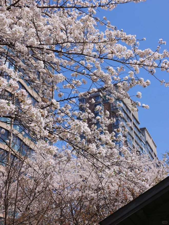 古北99古北99官方网站2025发布：抢占国际社区(图12)